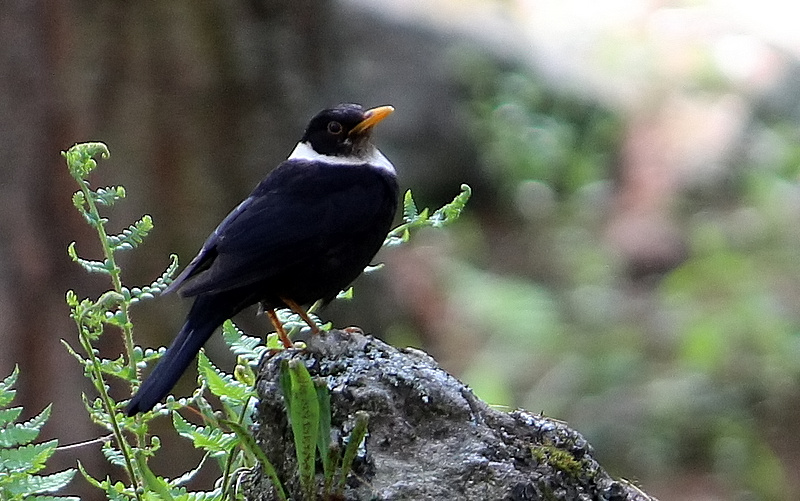 White-collared Blackbird